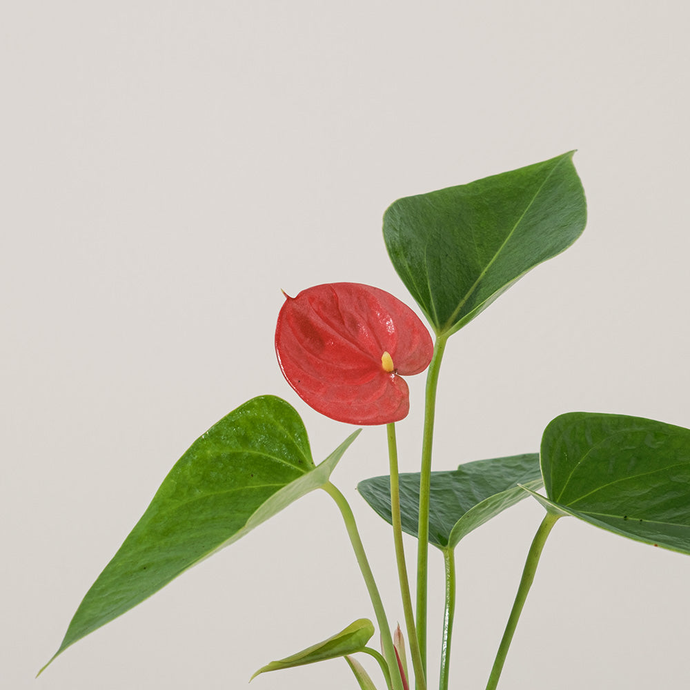 火鶴花 | 熱情如火，優雅綻放 | 開花持久 | 室內植物
