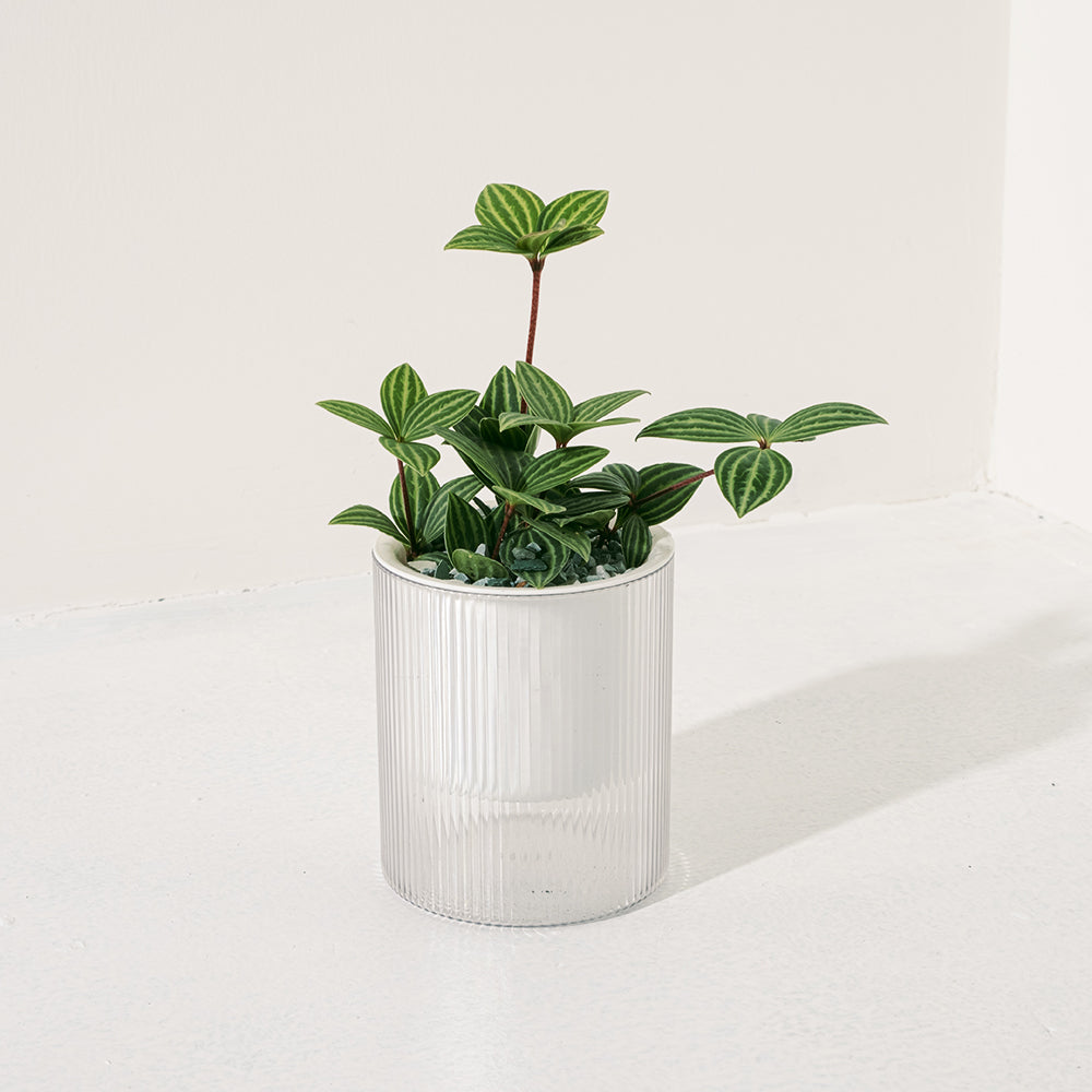 白脈椒草| 兒童、 寵物安全 | 多葉蘭 | 弦月椒草 | 室內植物