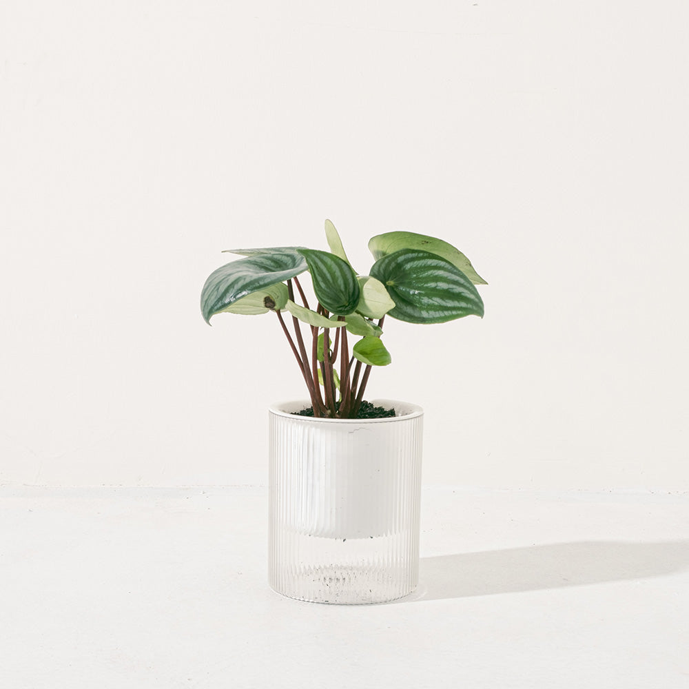 西瓜皮椒草 | 寵物友善 | 西瓜圖案的葉片 | 新手推薦植物 | 室內植物
