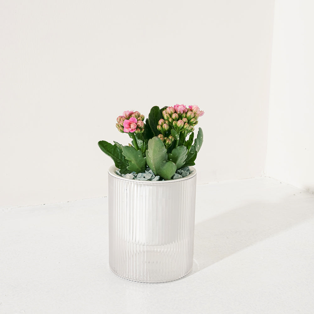 重瓣長壽花 | 開花後可放室內 | 辦公室OK | 花期長 | 歲月靜好、健康長壽 | 陽光植物