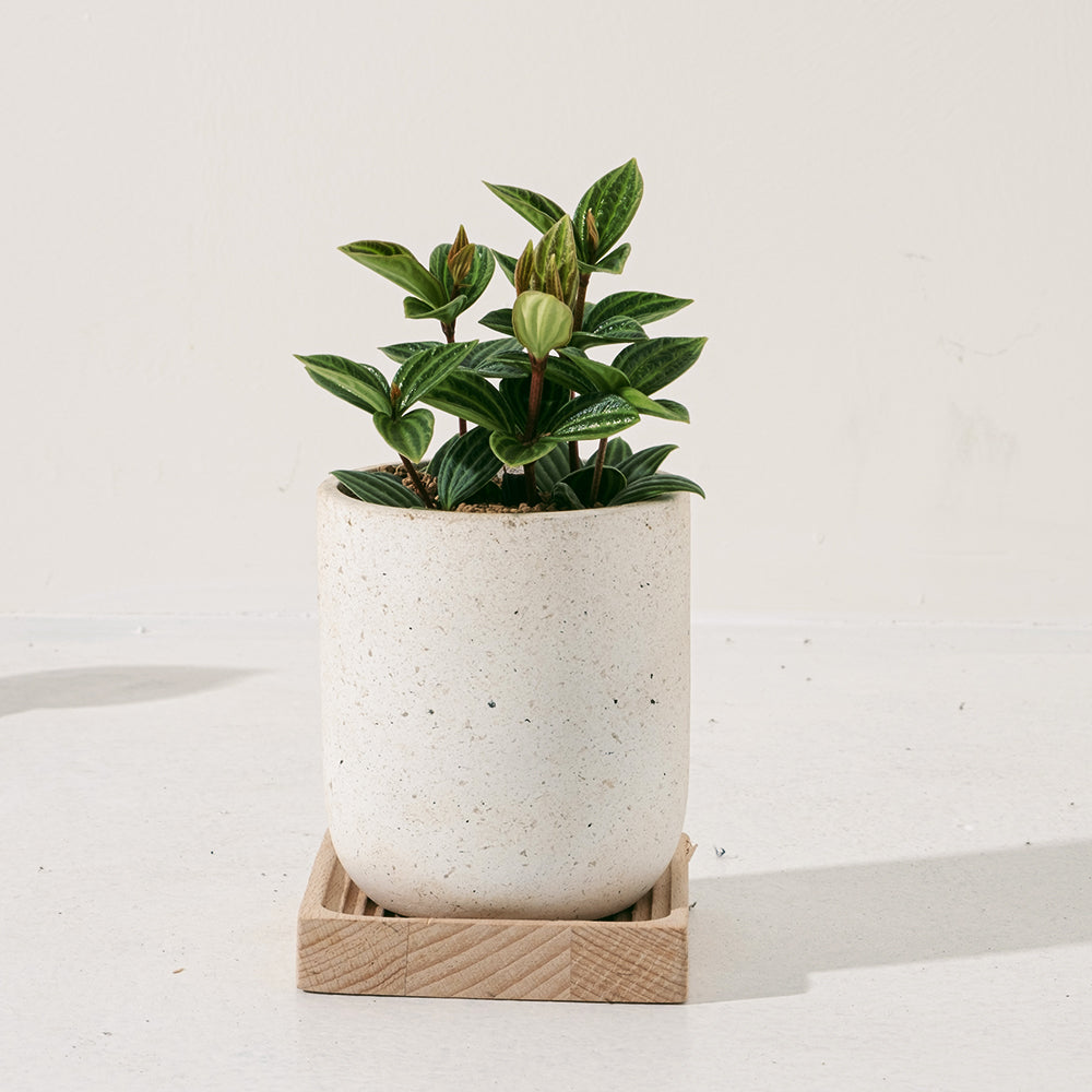 白脈椒草| 兒童、 寵物安全 | 多葉蘭 | 弦月椒草 | 室內植物