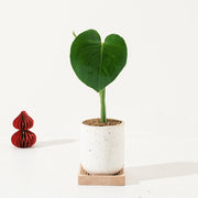 龜背芋 | 北歐風植栽 | 淨化空氣 | 招財長壽 | 室內耐陰植物 | 居家綠化