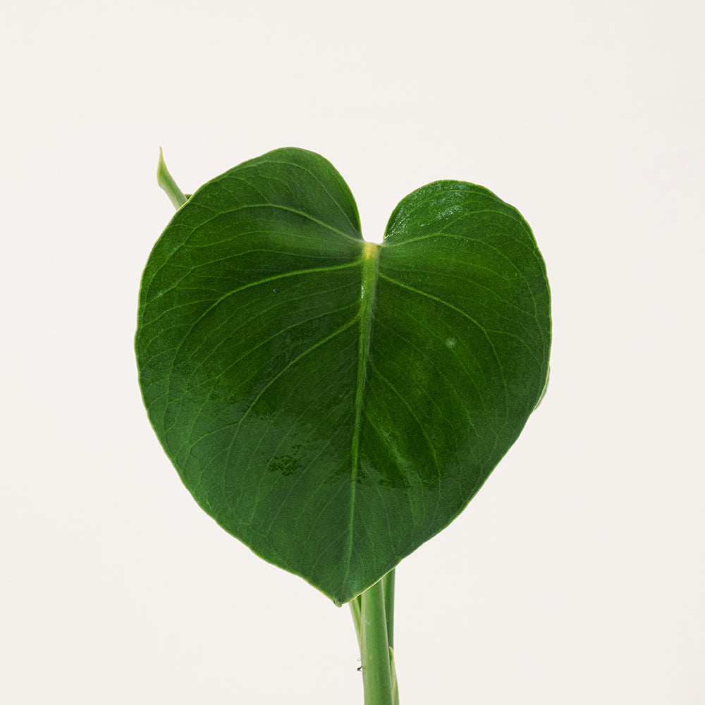 水耕龜背芋 | 北歐風植栽 | 淨化空氣 | 招財擋煞 | 懶人植物 | 室內綠化