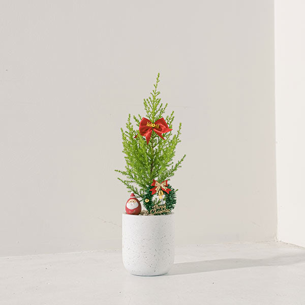 香冠柏 | 天然檸檬香氛聖誕樹 | 聖誕交換禮物首選 | 陽光植物