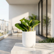 圓葉椒草｜圓葉金錢樹｜好照顧｜兒童、 寵物安全｜移除甲醛｜室內植物