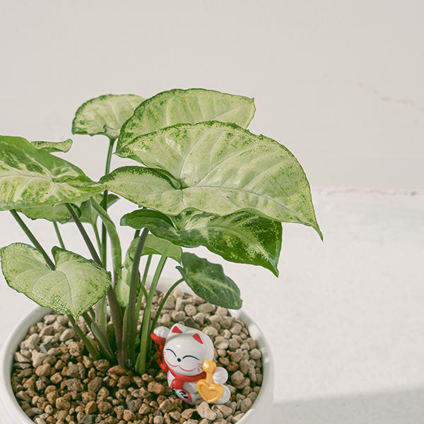 綠精靈合果芋｜水耕｜ 好照顧｜ 耐陰｜ 無土栽培｜  室內植物