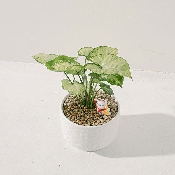 綠精靈合果芋｜水耕｜ 好照顧｜ 耐陰｜ 無土栽培｜  室內植物