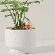 綠精靈合果芋｜水耕｜ 好照顧｜ 耐陰｜ 無土栽培｜  室內植物