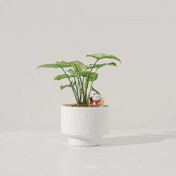 綠精靈合果芋｜水耕｜ 好照顧｜ 耐陰｜ 無土栽培｜  室內植物