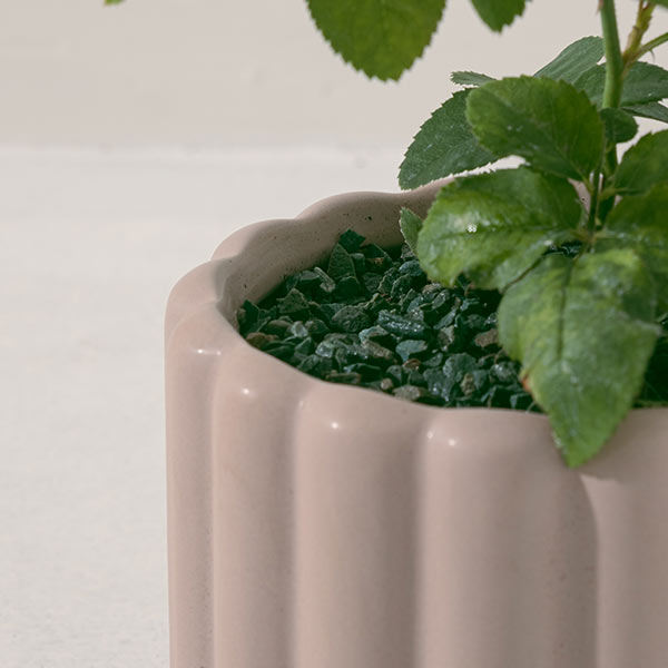 粉紅玫瑰 | 招桃花、增進人緣、提升情感和諧與帶來幸福 | 陽光植物