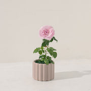 粉紅玫瑰 | 招桃花、增進人緣、提升情感和諧與帶來幸福 | 陽光植物