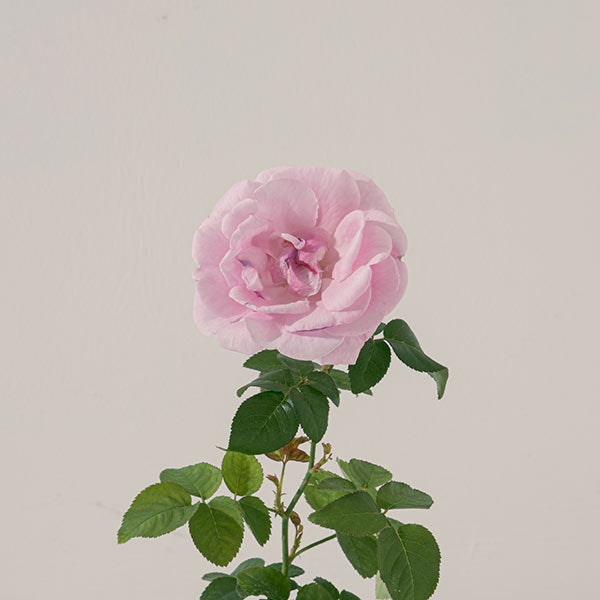 粉紅玫瑰 | 招桃花、增進人緣、提升情感和諧與帶來幸福 | 陽光植物