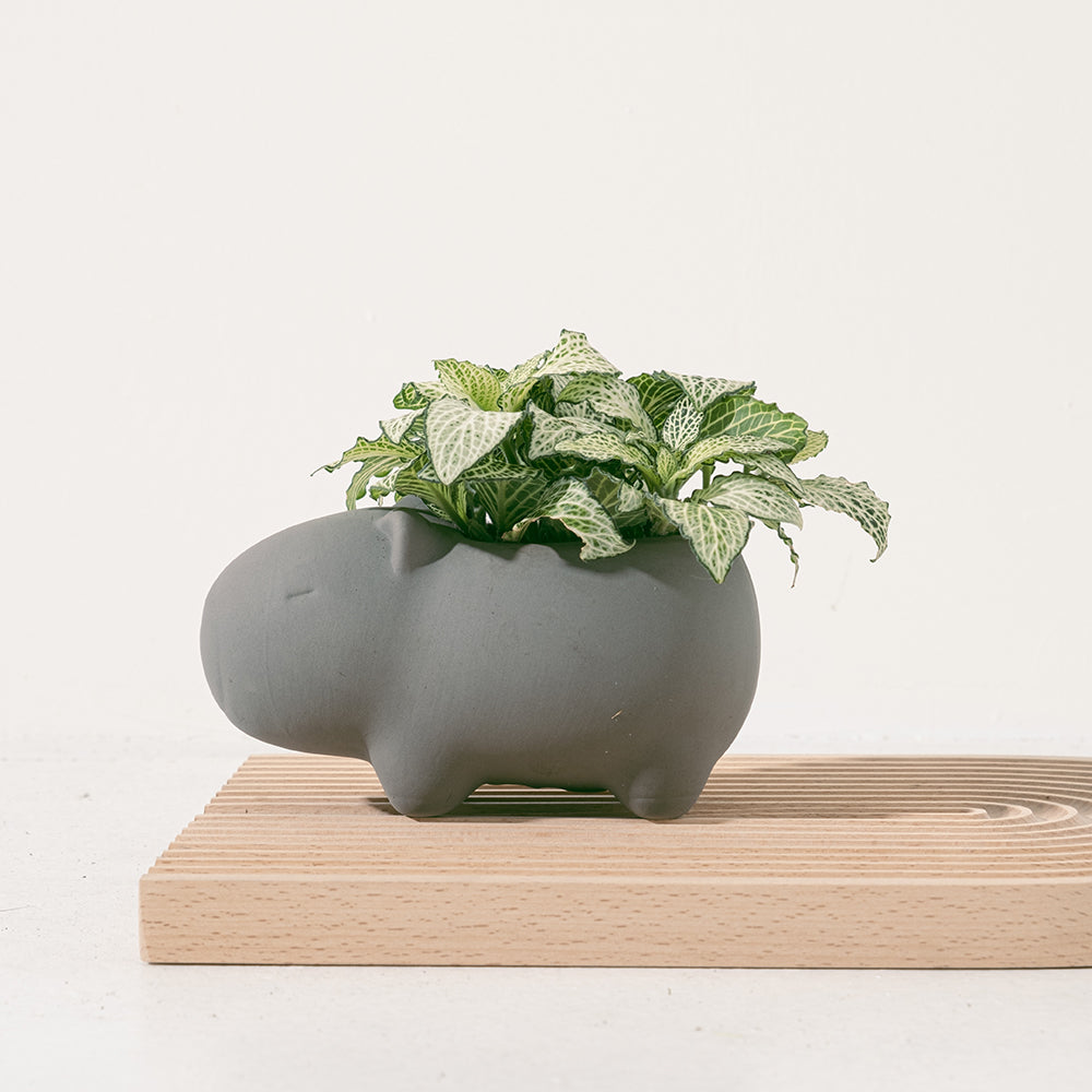 網紋草 | 喜歡夏天的觀葉植物 | 多種顏色 | 室內植物