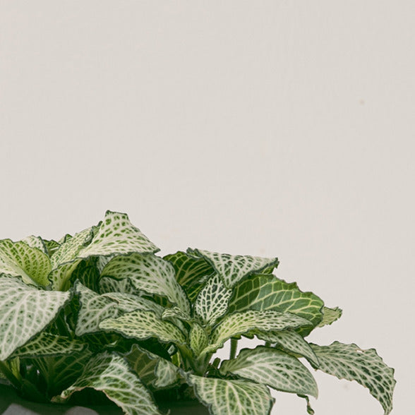 網紋草 | 喜歡夏天的觀葉植物 | 多種顏色 | 室內植物