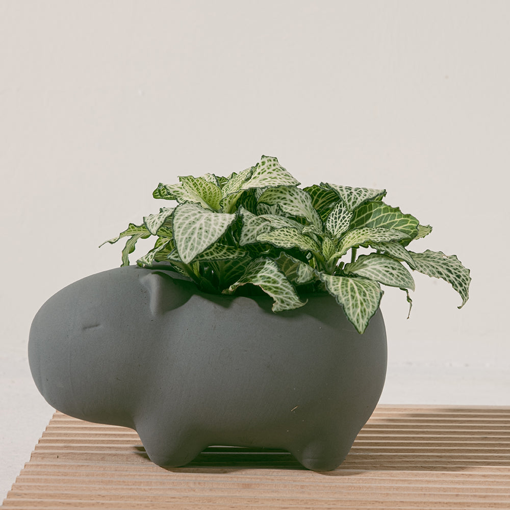 網紋草 | 喜歡夏天的觀葉植物 | 多種顏色 | 室內植物