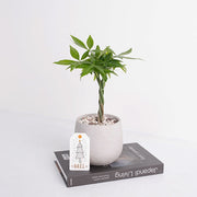 馬拉巴栗盆栽 | 招財化煞，新手入門首選 | 森林有塊田