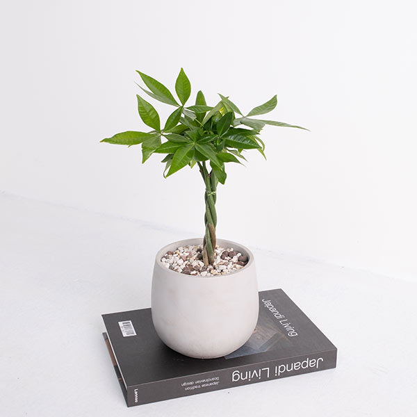 馬拉巴栗盆栽 | 招財化煞，新手入門首選 | 森林有塊田