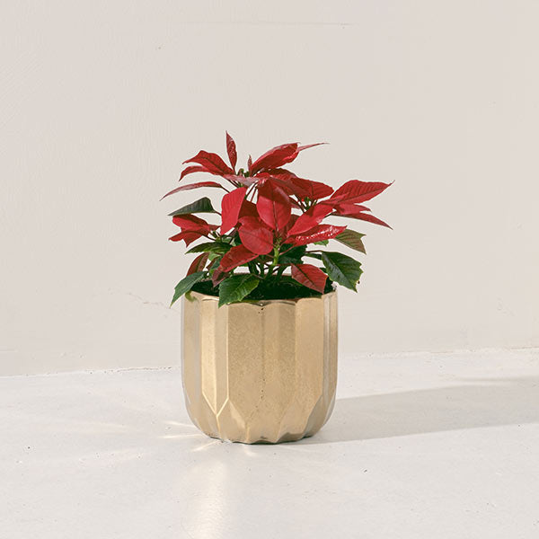 聖誕紅 | 招財、提升人氣與帶來喜慶能量 | 陽光植物