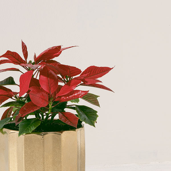 聖誕紅 | 招財、提升人氣與帶來喜慶能量 | 陽光植物