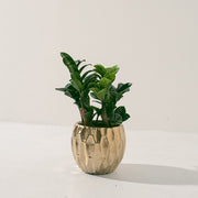 金錢樹 | 美鐵芋 | 金幣樹 | 金璽美鐵芋 | 天南星科 | 室內植物