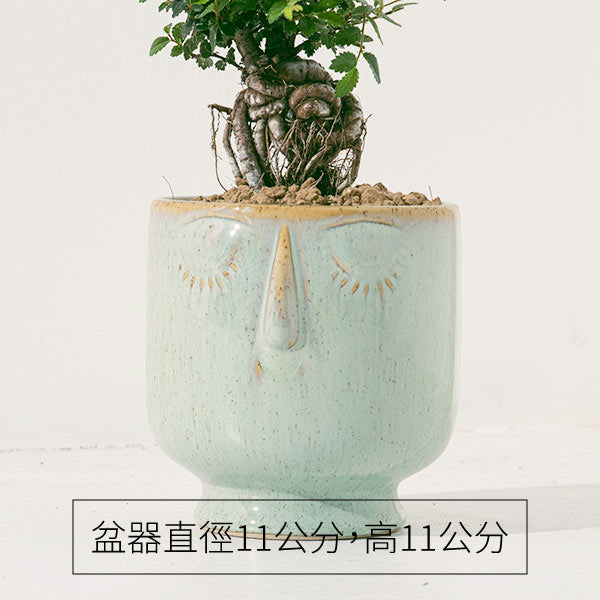 榆樹 | 淨化空氣的小幫手 | 亞洲榆樹 | 可食用 | 陽光植物