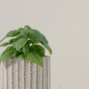 甜羅勒 | 青醬原料之一 | 跟番茄還有莫札瑞拉很搭 | 陽光植物