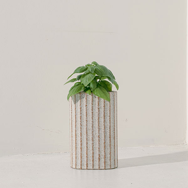 甜羅勒 | 青醬原料之一 | 跟番茄還有莫札瑞拉很搭 | 陽光植物