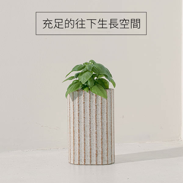 甜羅勒 | 青醬原料之一 | 跟番茄還有莫札瑞拉很搭 | 陽光植物