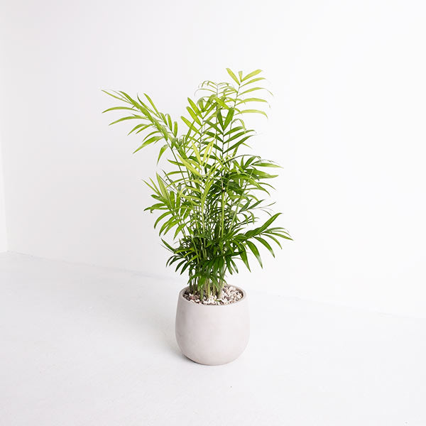 袖珍椰子盆栽 | 淨化空氣優等生 | 兒童、 寵物安全 | 小型棕櫚｜室內植物 | 小品盆栽