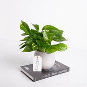 黃金葛 | 極強的適應性 | 高效的空氣淨化能力 | 室內植物