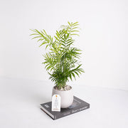 袖珍椰子盆栽 | 淨化空氣優等生 | 兒童、 寵物安全 | 小型棕櫚｜室內植物 | 小品盆栽