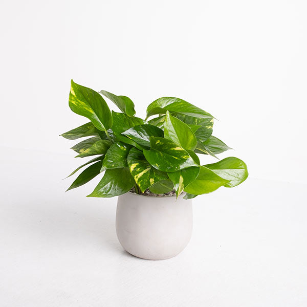 黃金葛 | 極強的適應性 | 高效的空氣淨化能力 | 室內植物