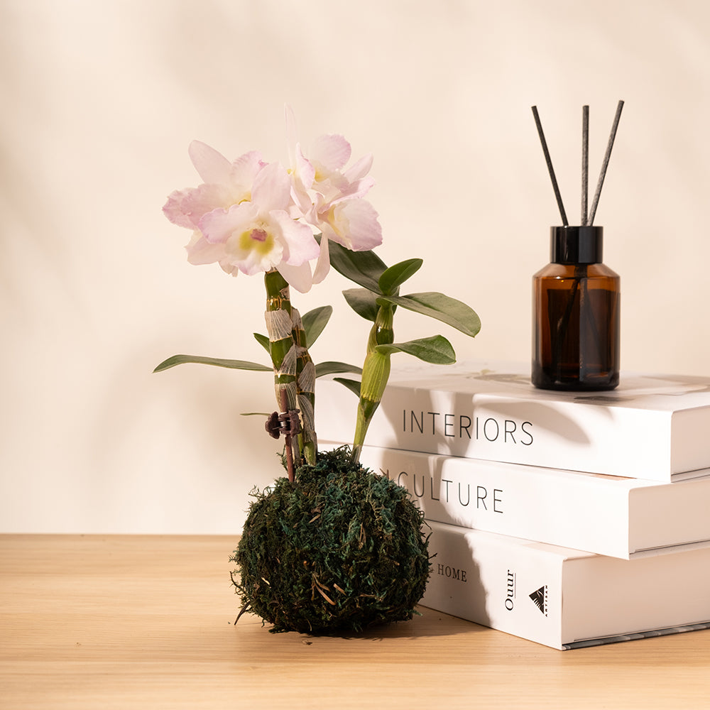 石斛蘭 | 春石斛蘭 | 秋石斛蘭 | 花色隨機出貨 | 室內植物