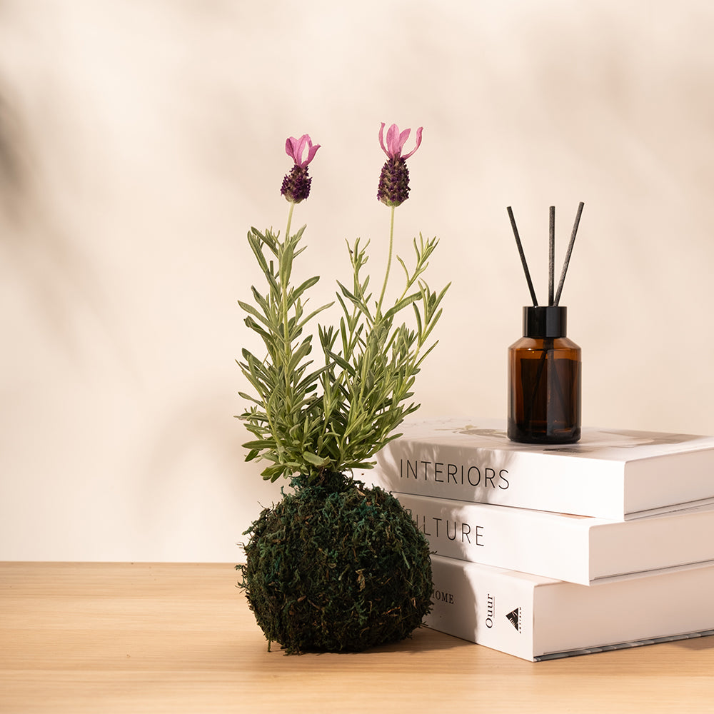 西班牙薰衣草 | 兔子的小耳朵 | 濃烈的薰衣草香氣 | 陽光植物