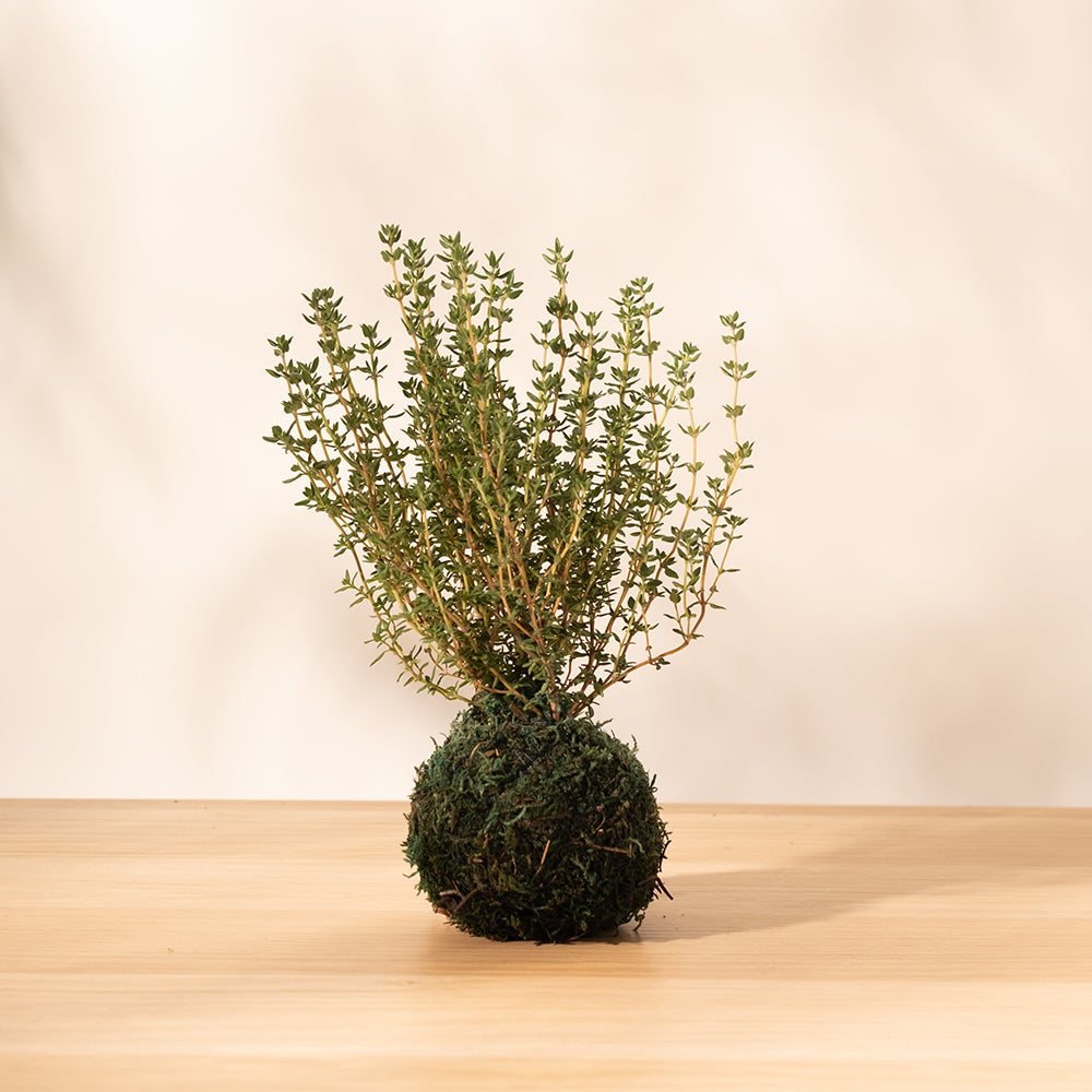 英國冬季百里香｜勇氣、清除負能量｜料理百里香｜南瓜、馬鈴薯、地瓜、雞肉｜陽光植物