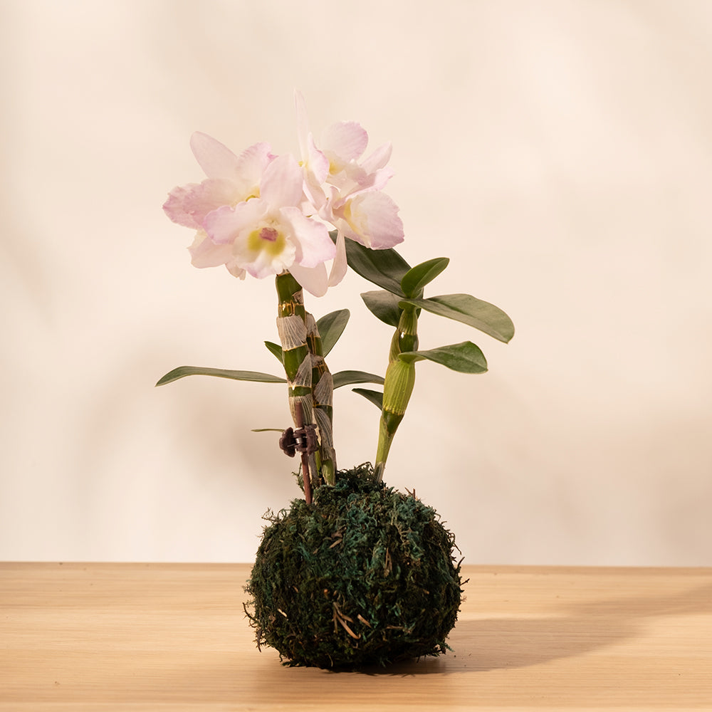 石斛蘭 | 春石斛蘭 | 秋石斛蘭 | 花色隨機出貨 | 室內植物