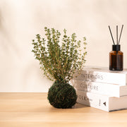 英國冬季百里香｜勇氣、清除負能量｜料理百里香｜南瓜、馬鈴薯、地瓜、雞肉｜陽光植物