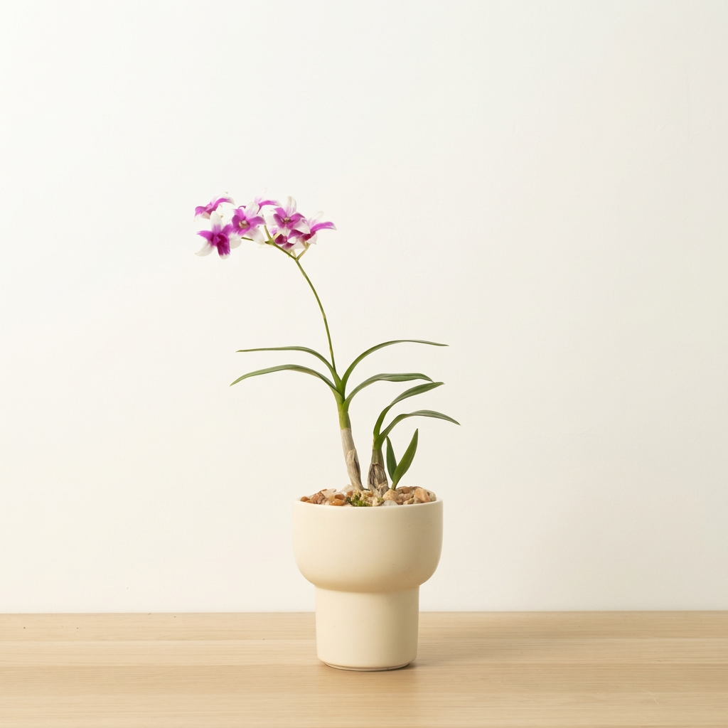 石斛蘭 | 春石斛蘭 | 秋石斛蘭 | 花色隨機出貨 | 室內植物