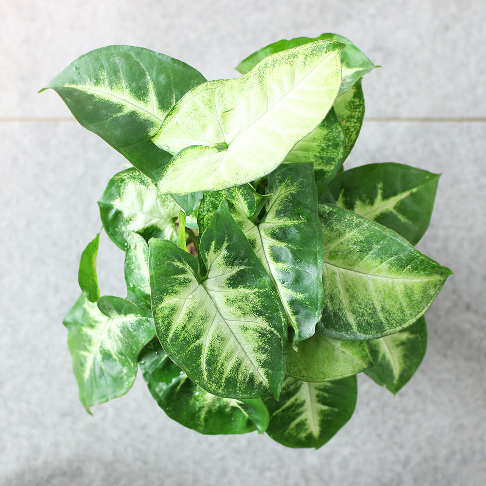 綠精靈合果芋 | 好照顧 | 耐陰 | 室內植物