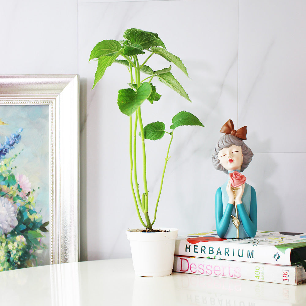 水果鼠尾草 | 驅趕小黑蚊 | 花朵口感清脆 | 陽光植物