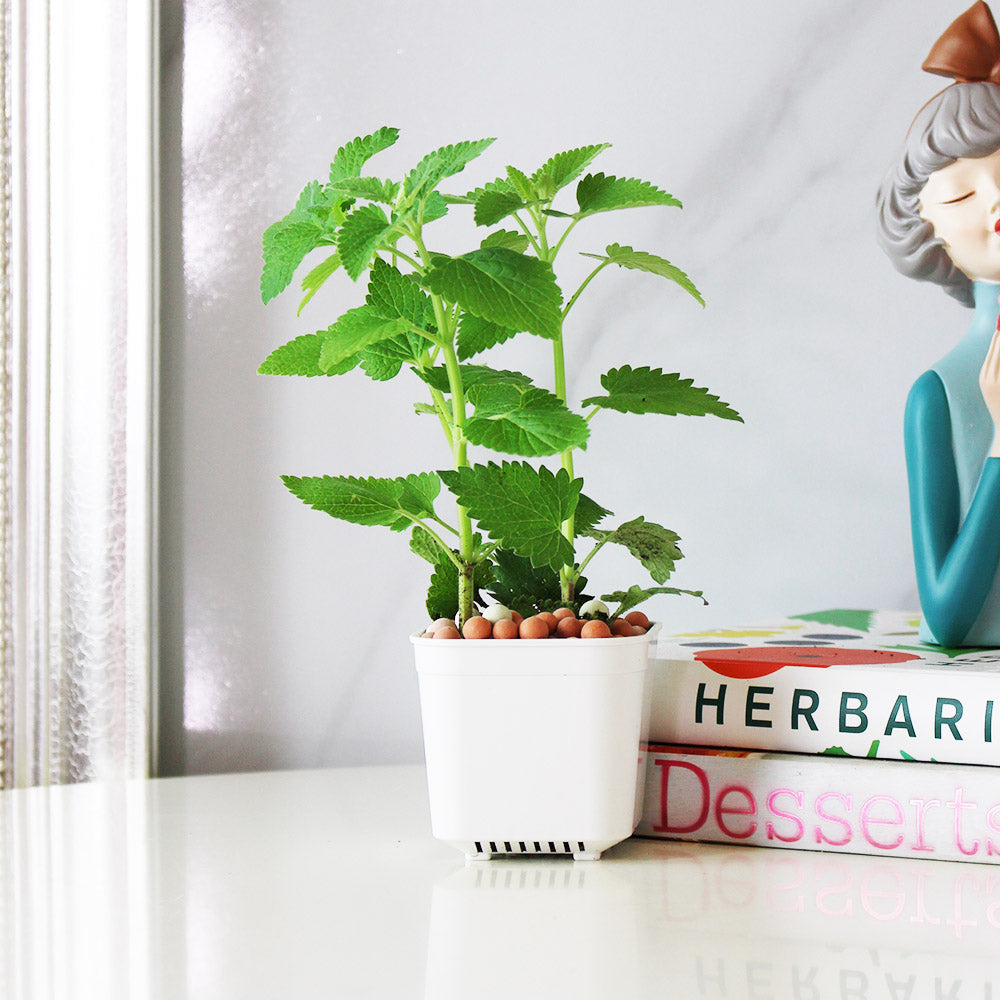 白花貓薄荷盆栽｜白花貓荊芥｜貓咪最愛｜花和葉都可泡茶｜食用花｜陽光植物