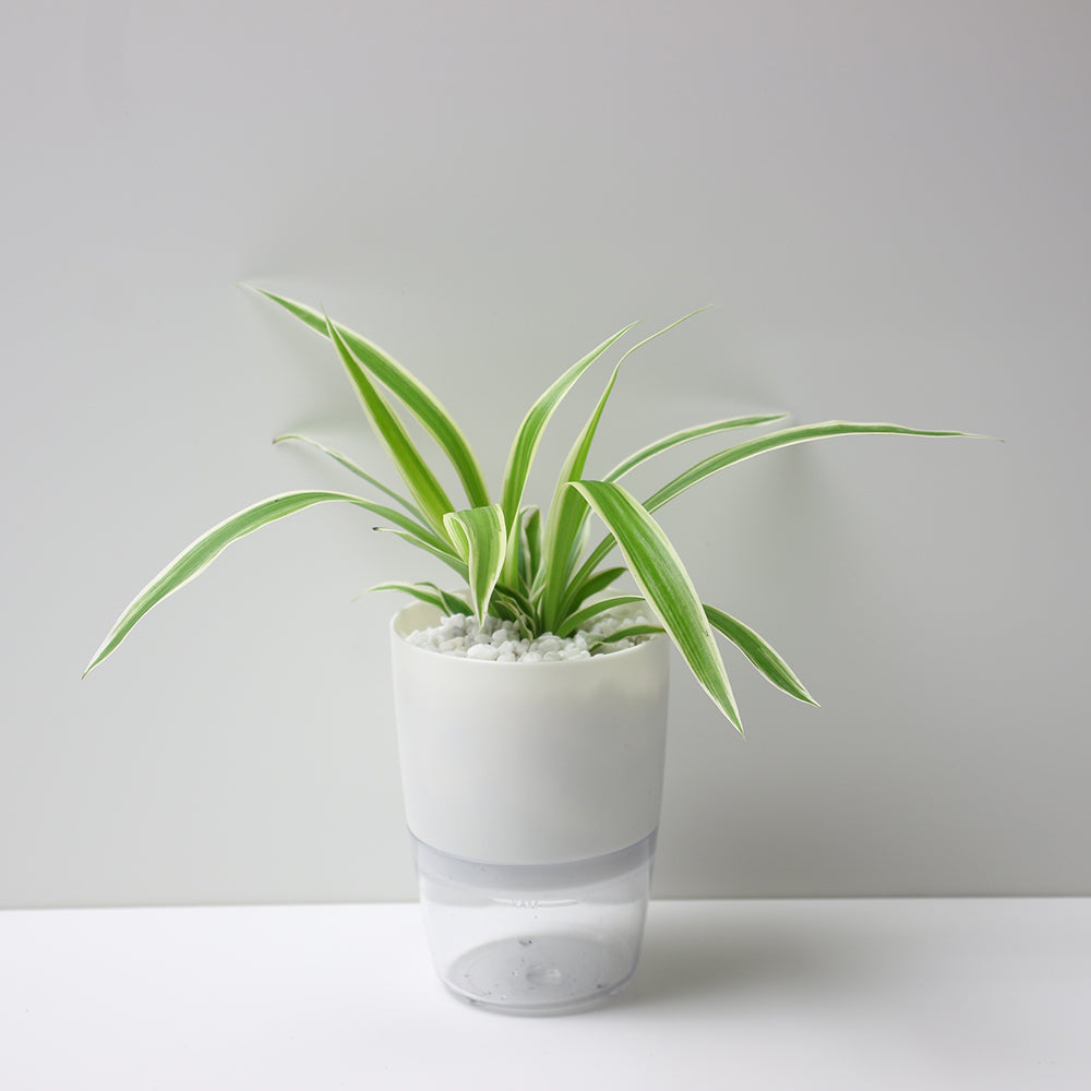 金邊吊蘭 | 水耕 | 空氣過濾效果讚 | 新手植物 | 無土栽培 | 室內、室外皆可