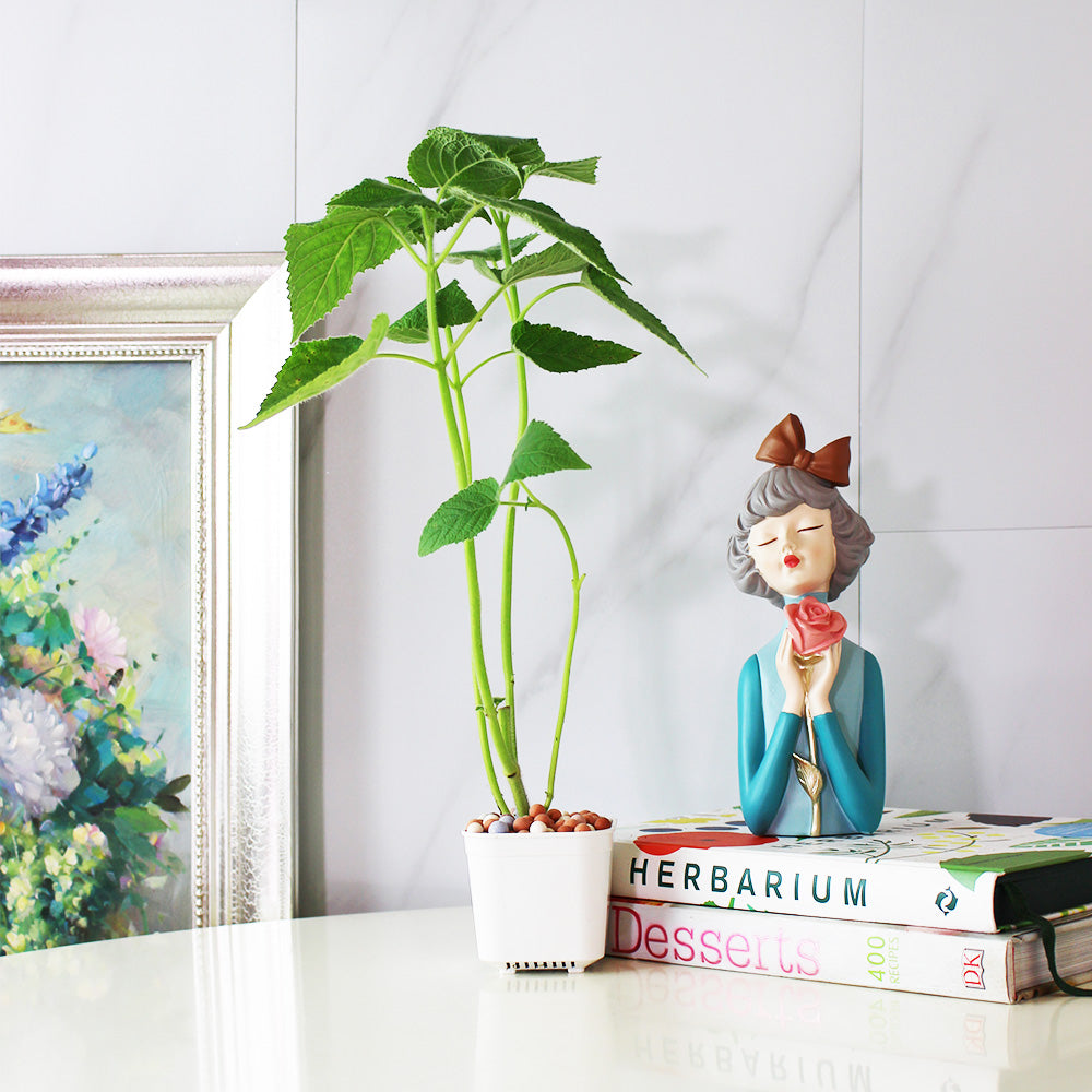 水果鼠尾草 | 驅趕小黑蚊 | 花朵口感清脆 | 陽光植物