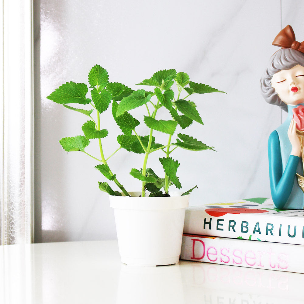 白花貓薄荷盆栽｜白花貓荊芥｜貓咪最愛｜花和葉都可泡茶｜食用花｜陽光植物