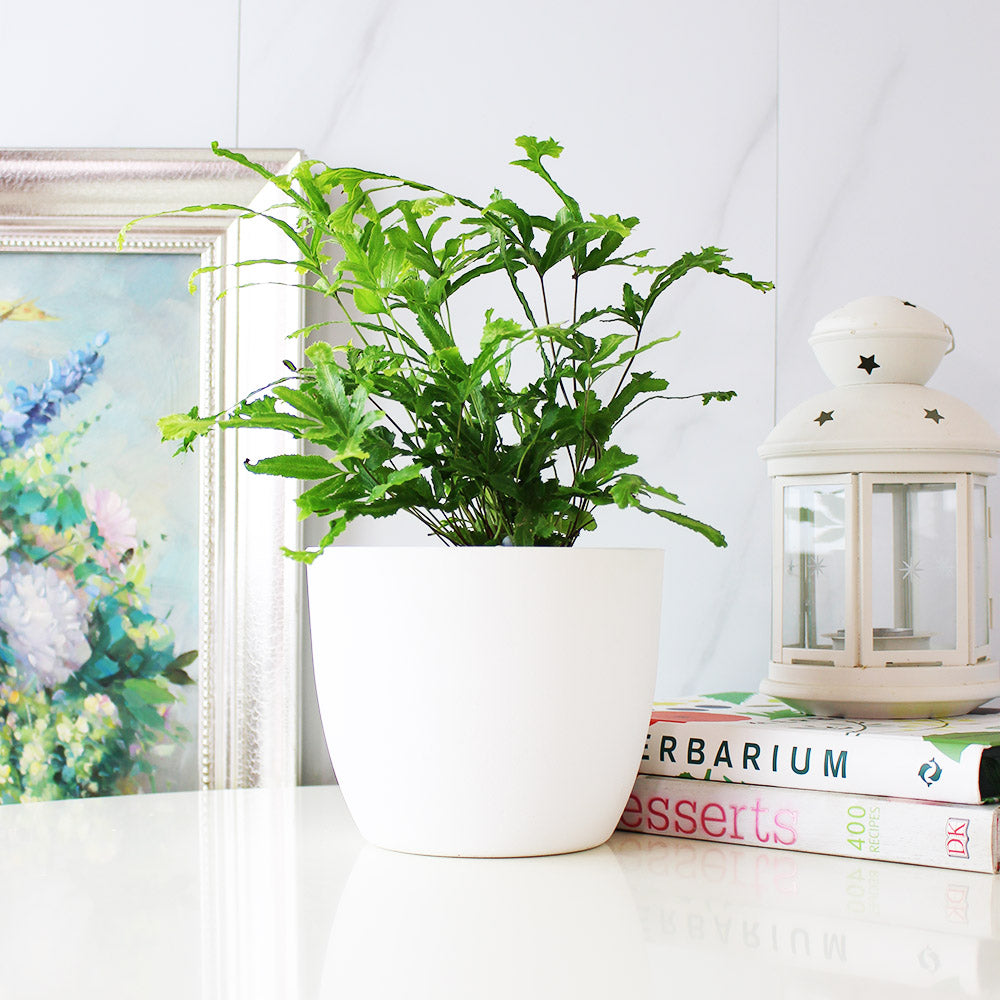 鳳尾蕨盆栽｜蕨類植物｜室內植物