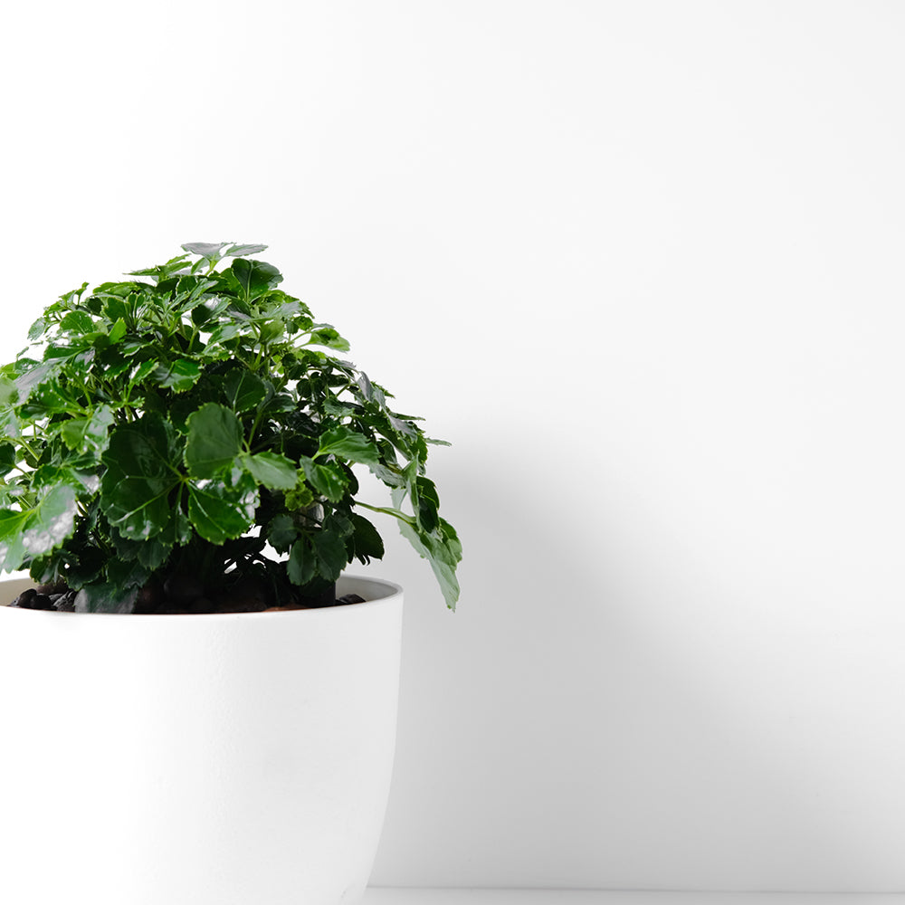 福祿桐｜綠葉福祿桐｜招財植物 | 水耕 | 無土栽培 | 芹葉品種 | 室內植物