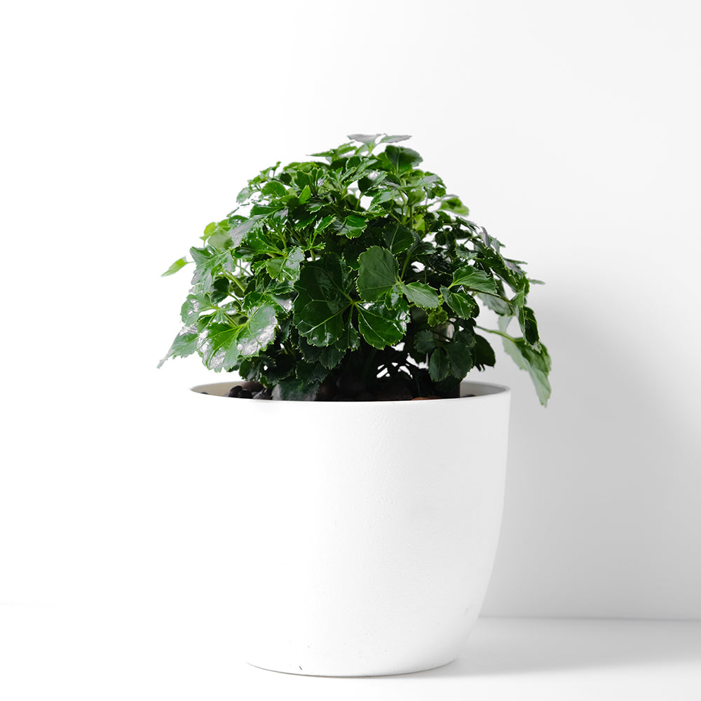 福祿桐｜綠葉福祿桐｜招財植物 | 水耕 | 無土栽培 | 芹葉品種 | 室內植物
