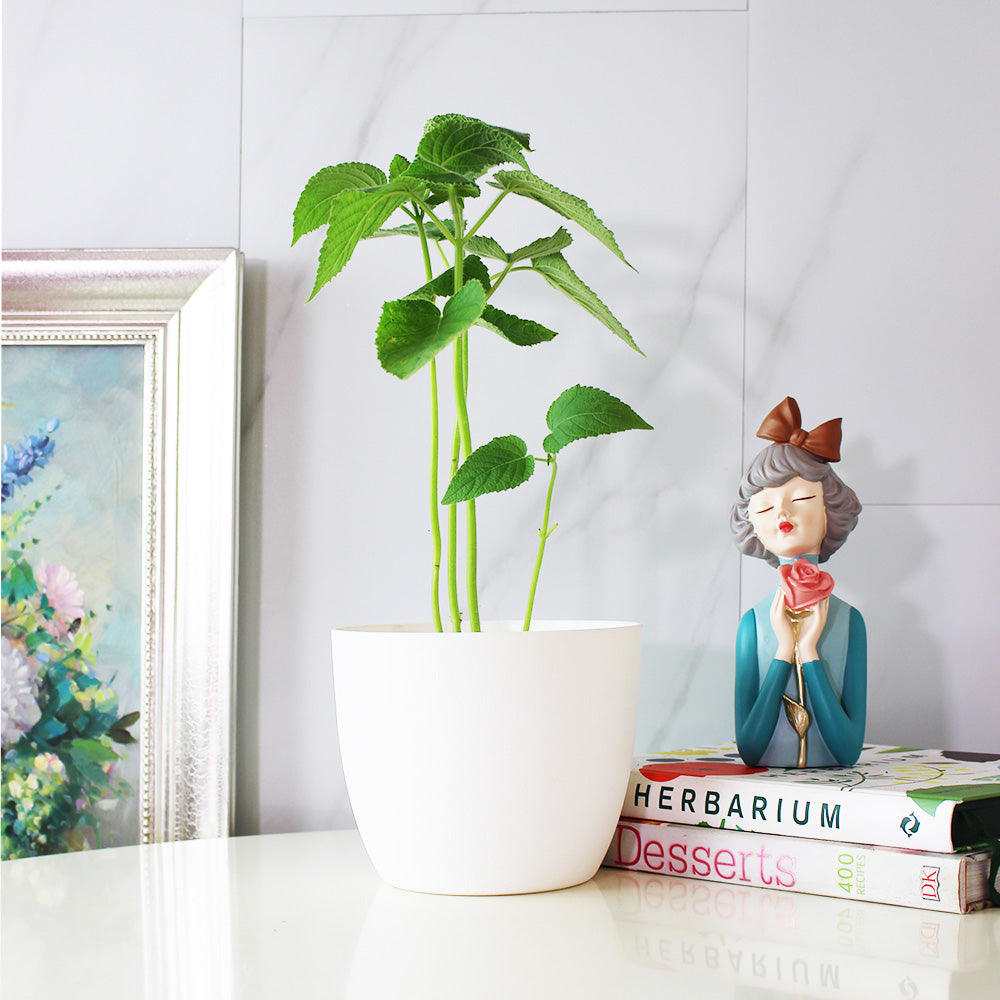 水果鼠尾草 | 驅趕小黑蚊 | 花朵口感清脆 | 陽光植物