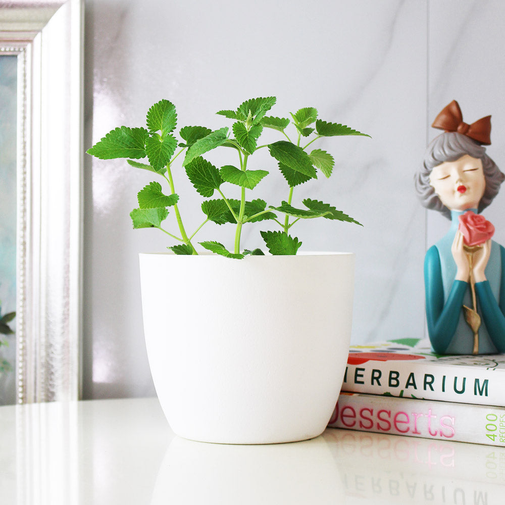 白花貓薄荷盆栽｜白花貓荊芥｜貓咪最愛｜花和葉都可泡茶｜食用花｜陽光植物