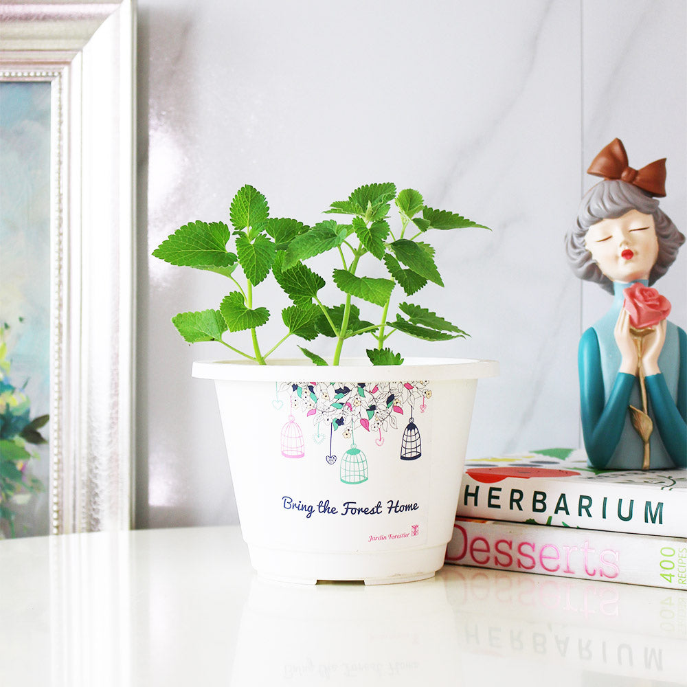 白花貓薄荷盆栽｜白花貓荊芥｜貓咪最愛｜花和葉都可泡茶｜食用花｜陽光植物